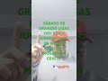 SÁBADO DE GRANDES LIGAS PRONÓSTICO Y ANÁLISIS GRATIS PARA TUS APUESTAS EN LOS PARLEY