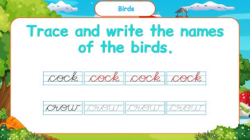 Pre-Primer EVS Lesson | Every Page Explained for Kids | evs for kids | Trace and write the birds