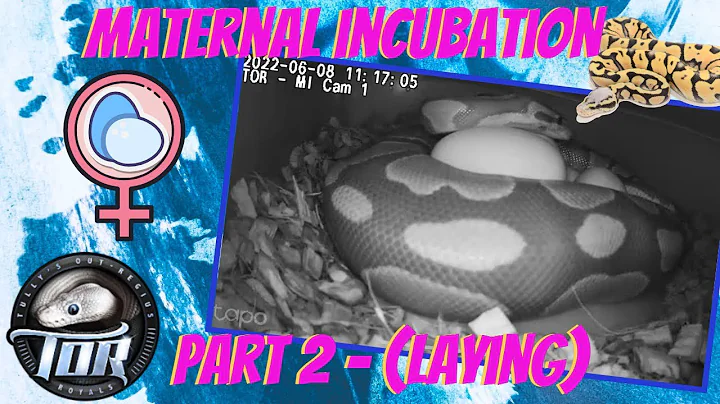 Ball Python Maternal Incubation - part 2 (Laying)