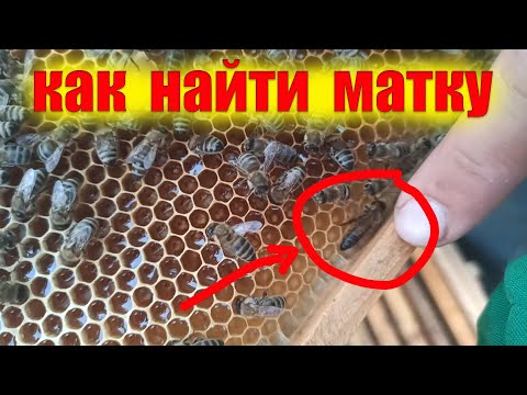 Видео: Как создать муравейник: 11 шагов (с иллюстрациями)