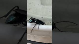 Avispa albañil tomando agua / Mud Dauber wasp 🐝 #wasp #avispa #insect #insectos #vi