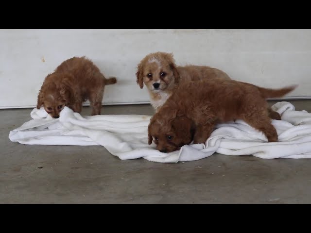 Domino video thumbnail