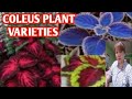 Coleus plant varieties margie pulido vlogs