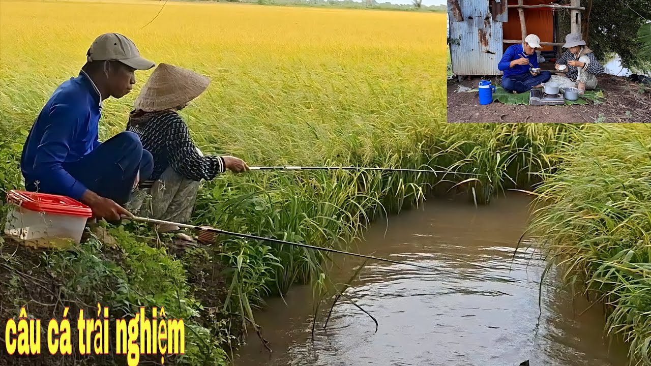 199 câu cá đồng trải nghiệm.và thưởng thức cá rô kho bầu.