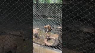 Baby monkey 🐵😊#nabinvlogs#officialyoutubechannel