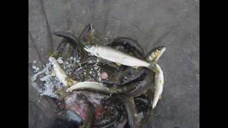 20100528.wmv.wmv