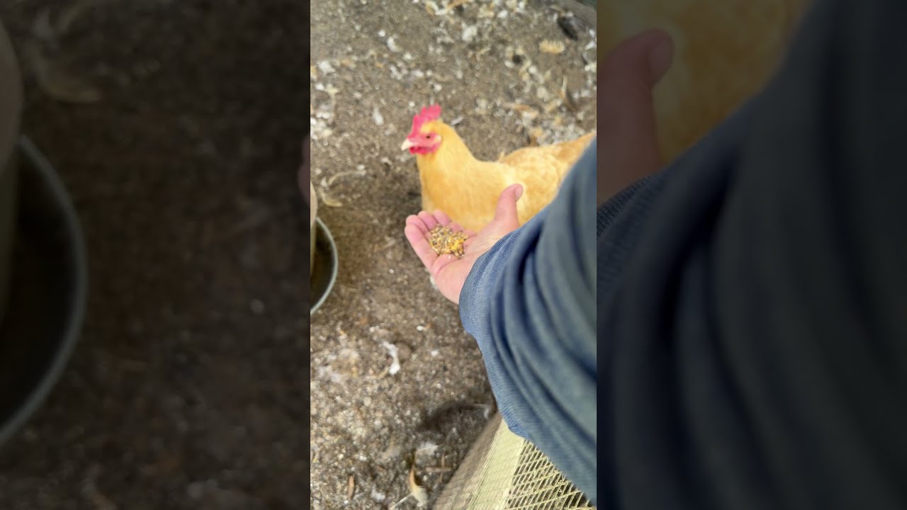 Ruth Bader Chicken Eats A Snack Asmr Pov Microfarm