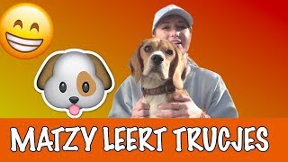 Hoeveel Trucjes Kan Matzy Leren? Dierenpraattv