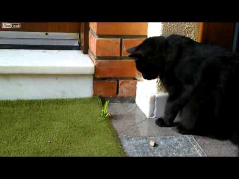 Praying Mantis  VS  Cat