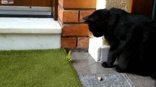 Praying Mantis VS Cat