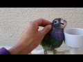 Blue Headed Pionus "Rey" 03-06-2016