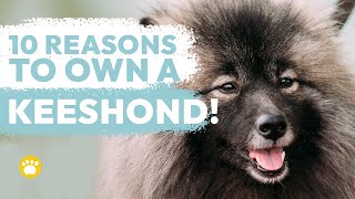 10 Reasons Why You Should Own a Keeshond