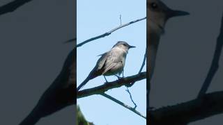 Catbird’s Sound so Unique!! #birdsong #birds #catbird #shorts