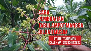 Cara pemupukan Pembuahan Tabulampot mangga di luar musim agar berbuah