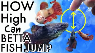 How to train your betta fish to follow your finger|Betta fish jumping