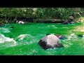 Tranquil Forest Stream with Crystal Water – Perfect Nature Escape