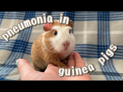 Video: Infeksi Pneumonia Pada Babi Guinea