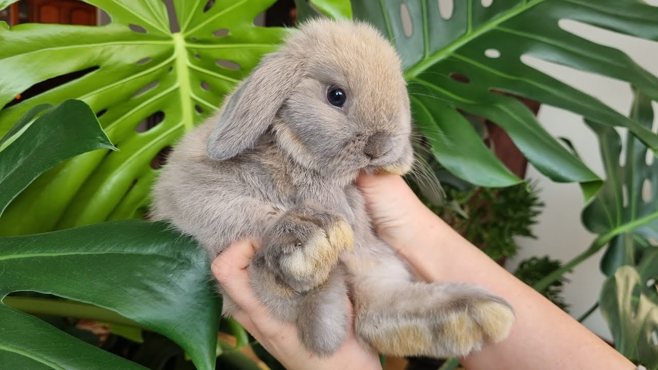 Inka z miotu Antki i Ruperta // MINI LOP baby bunny // króliczek mini lop / hodowla królików