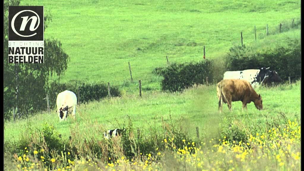 Snelstromend water van rivier de Geul in Limburgs heuvellandschap - YouTube
