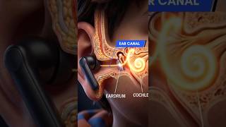 What loud music is really doing inside your ears? 🎧