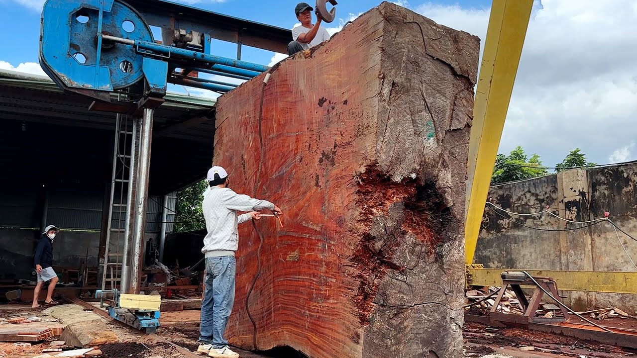 Top Arborist Reveals Secret Method for Efficient Tree Stump Removal ...