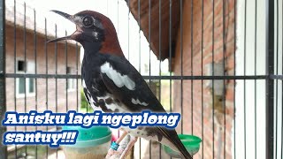 Anis kembang ngeplong santai mencari lawan !!