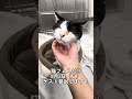 ゲスト出演します!前売り券発売中です!【愛猫れいちゃん】#cat #猫 #保護猫 #shorts