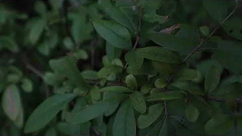 Invasive Species: Privet