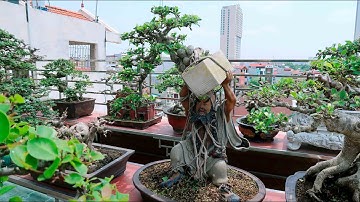 Hà Nội - Địa Chỉ Bán Cây Cảnh, Cây Bonsai Rẻ Nhất Toàn Quốc (LH 0399903128)