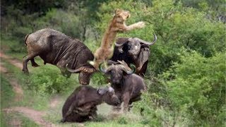 Lion Was Hook Up By Rescuing Herd Buffalo by TIME MACHINE 2,245,092 views 5 years ago 4 minutes, 2 seconds