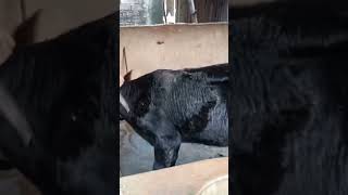 #cow #dairyherd #dairyfarming #animals
