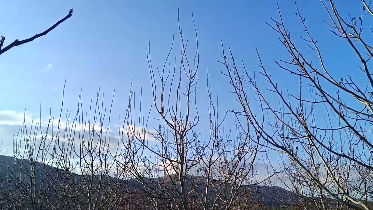 Πυκνο σύστημα φύτευσης κλάδεμα 5-6 χρονιάς