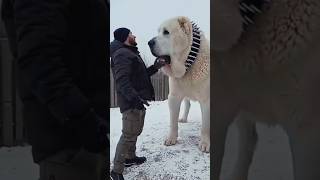 Cute Puppy Group😱|Before And After Transformations