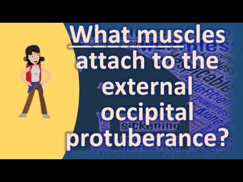 What muscles attach to the external occipital protuberance ? | Better