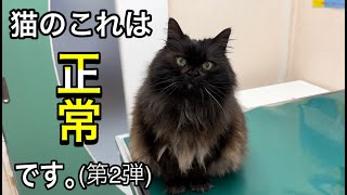 診察室でよく聞かれる猫のコレ、正常です。知っておくと安心です。【猫の赤茶色や黒の目やに、涙やけ】