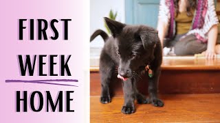 What Was This Puppy's First Week Home Like?