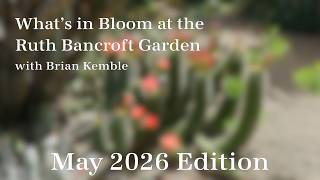 What's in Bloom at The Ruth Bancroft Garden (May 2026)