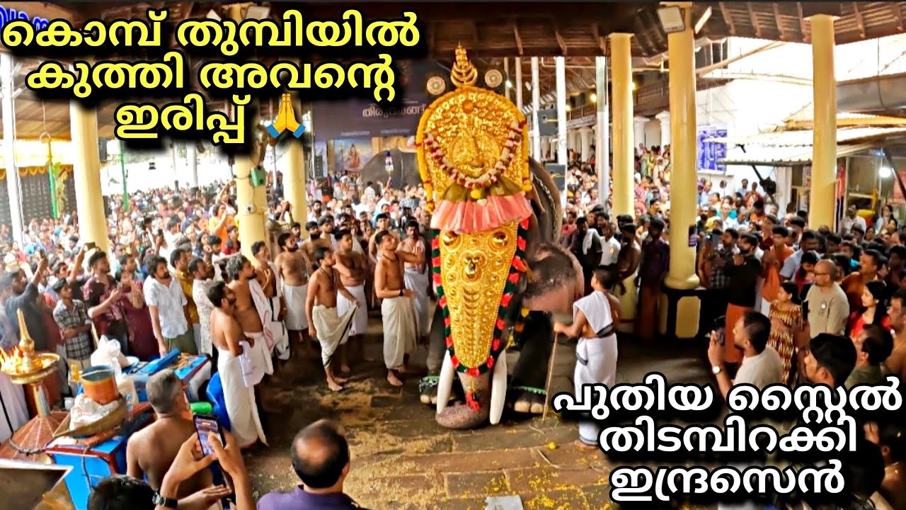 കൊമ്പ് തുമ്പിയിൽ കുത്തി അവന്റെ ഇരിപ്പ് 🙏 ഗുരുവായൂർ ഇന്ദ്രസെൻ guruvayoor indrasen ettumanoor temple 
