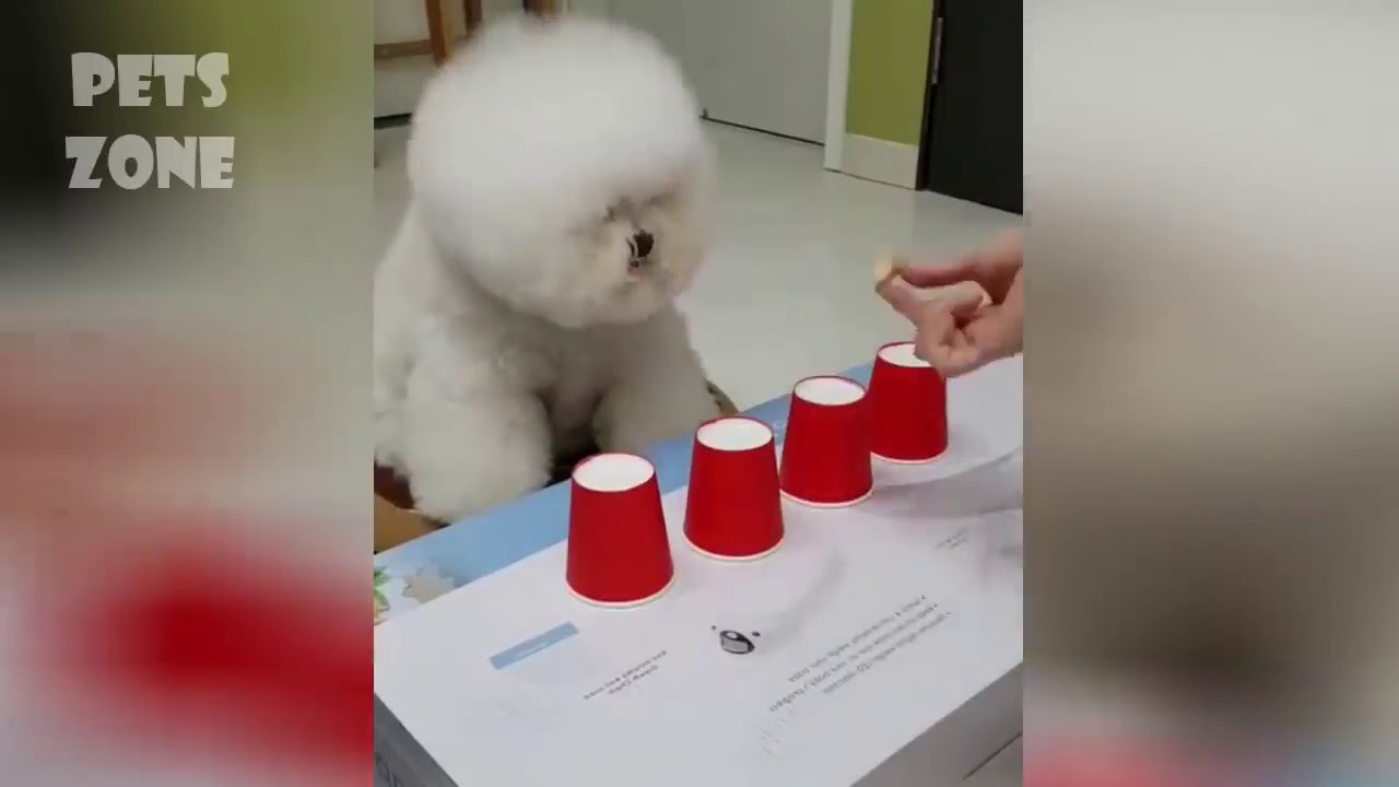 Chatchaton Chien Et Chiot Trop Mignon Et Trop Drôle 2019