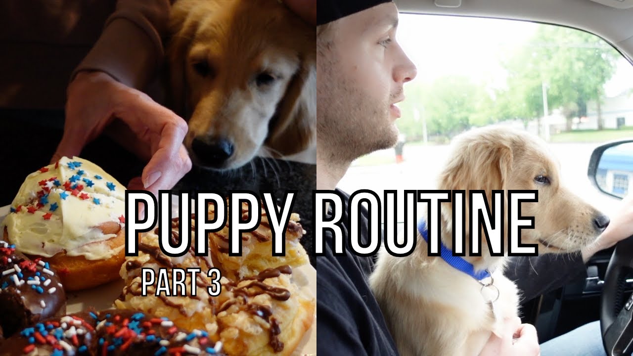 Morning Routine With A 15 Week Old Puppy YouTube morning-routine-with-a-15-week-old-puppy-youtube