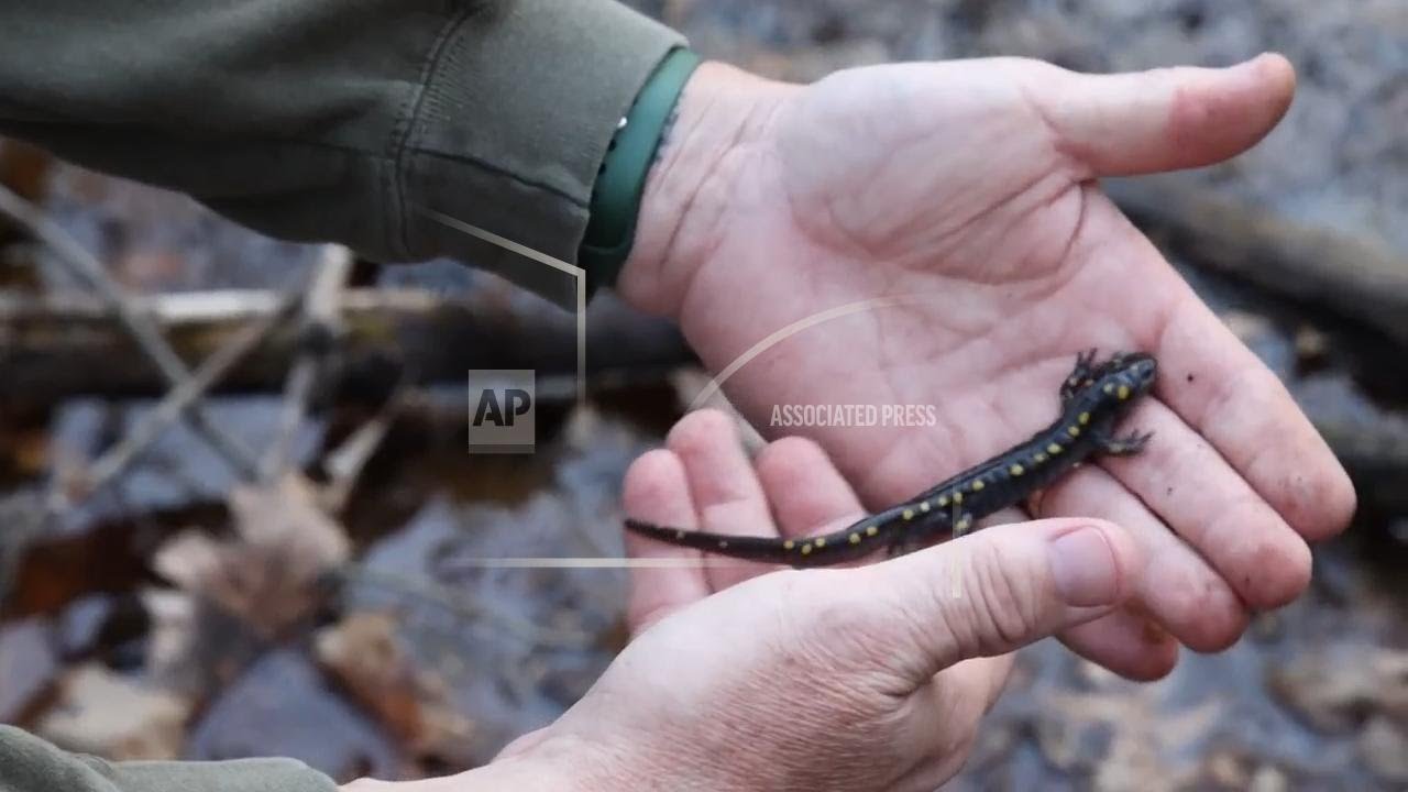 Amphibian lovers work to protect species