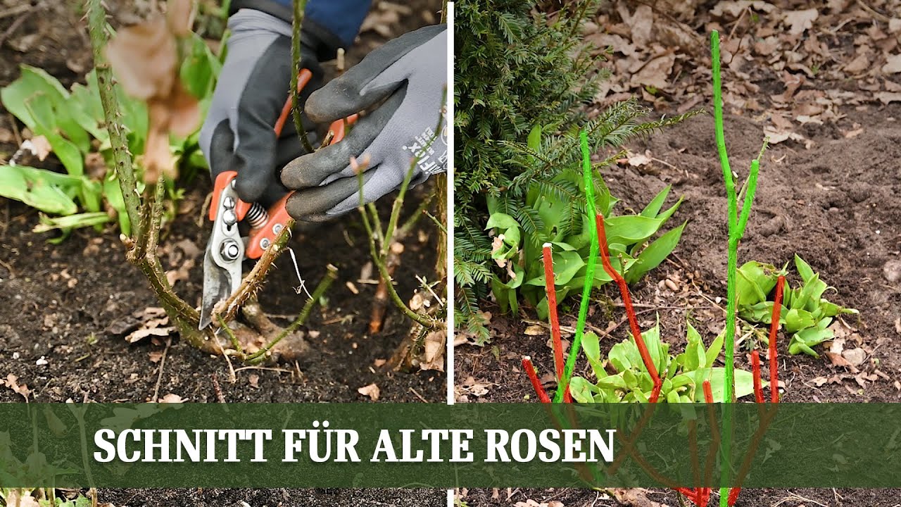 Erhaltungsschnitt für alte Rosen – so blühen sie wieder auf!