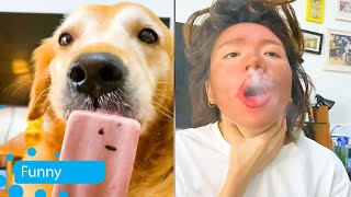 Dog Funny Moments 2021 V2 - Da Zhuang's chili ice cream