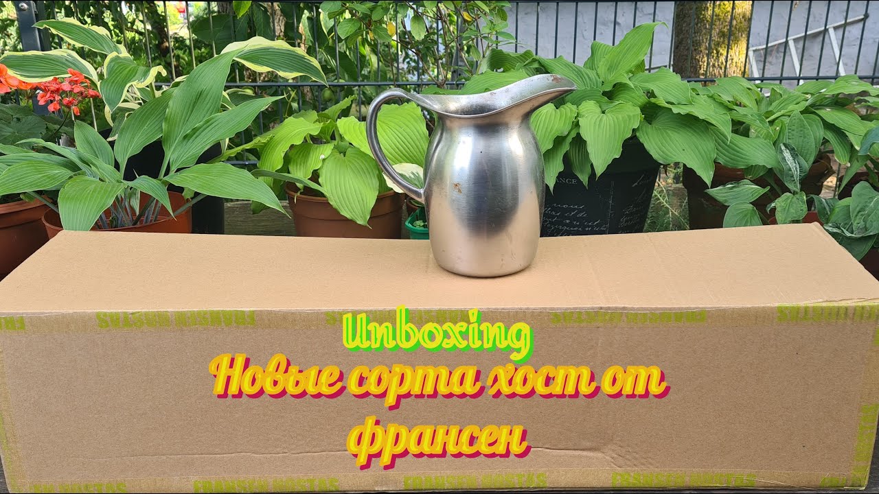 Распаковка. Много новинок. Хосты от Fransen. Neue Hostasorten von Fransen #julia_i_sad #collection