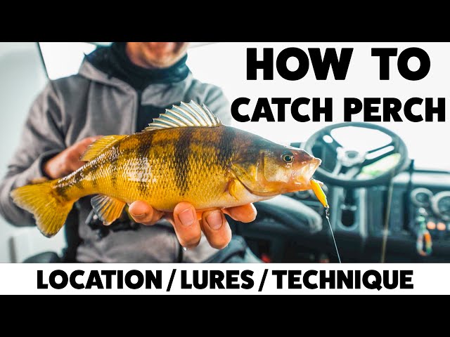 5 tips for catching jumbo perch throughout the open-water season • Page 6  of 6 • Outdoor Canada