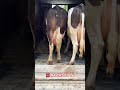 Sotuvda