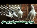 Sialkoti kabutar  kabootarbazi  jonsiray pigeon fair pigeon club
