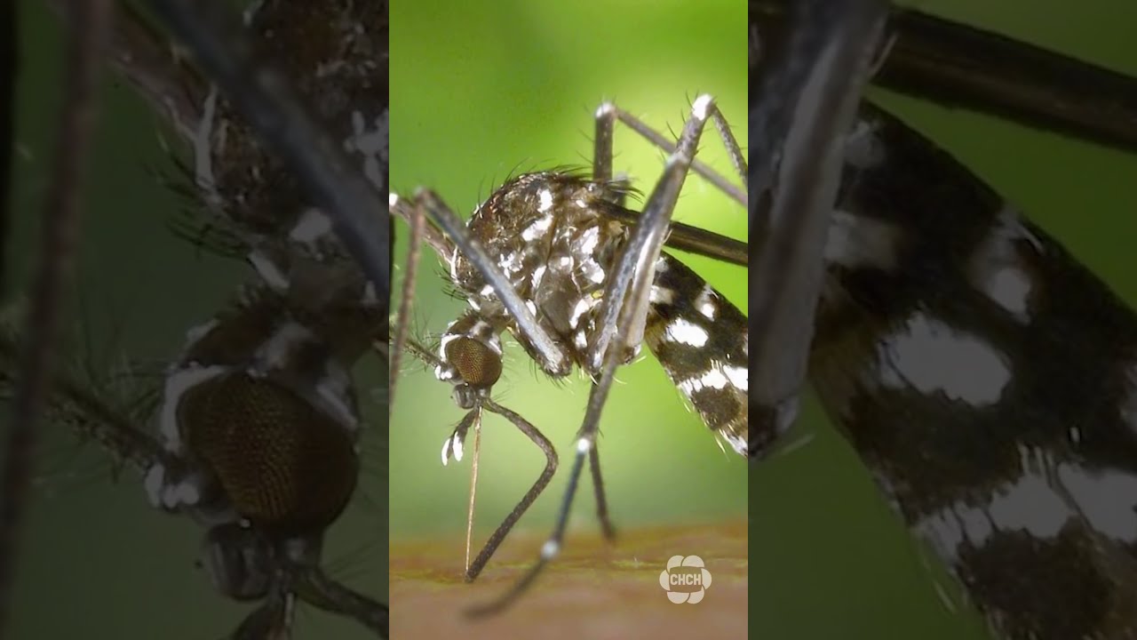 First Human Case Of West Nile Virus Acquired In Canada This Year Confirmed