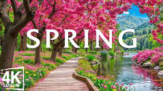 Spring Flower 2026 🌷 Tulip Fields, Sakura Paths & Lavender Gardens in 4K Ultra HD screenshot 1