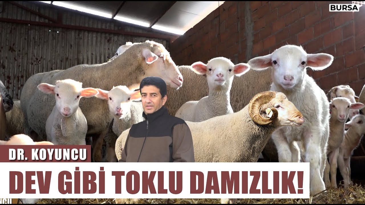 Dev Toklu Damızlık! Kuzular Neden Düz Tüylü Doğar? | Dr. Koyuncu